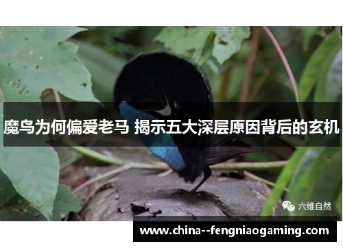 魔鸟为何偏爱老马 揭示五大深层原因背后的玄机 魔鸟为何偏爱老马 揭示五大深层原因背后的玄机